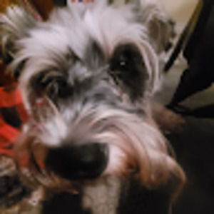 Meet your Posher, Dalila